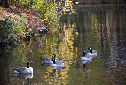 Ducks swimming in lake